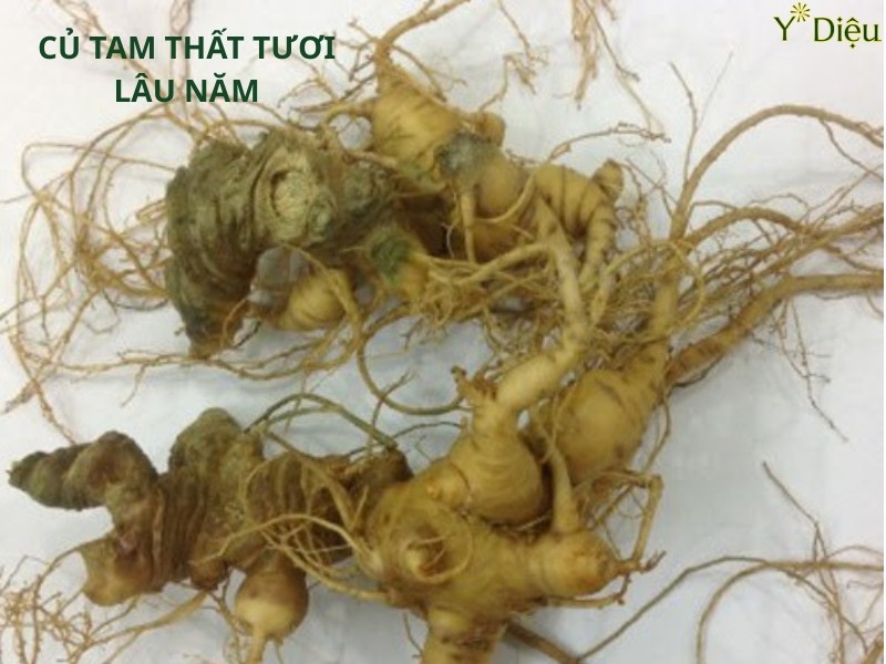 Uống Tam Thất Có Nóng Không? Dùng Như Thế Nào Là Tốt Nhất